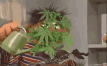 weed sesame street.gif